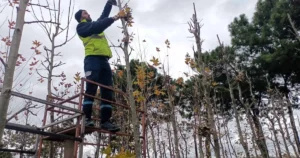 Kocaeli Büyükşehir Belediyesi’ne bağı bulunan Merkez Fidanlığı, 50 bin metrekare