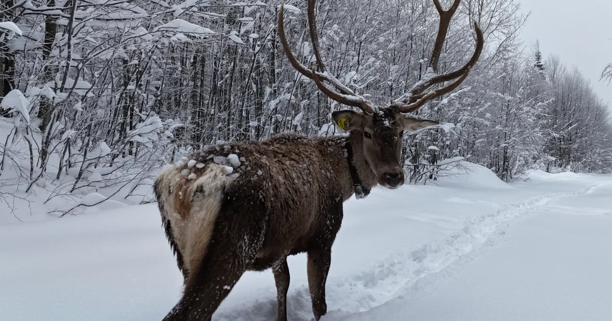 Ormanya’da tetiştirilen kızıl geyikler Kuzuyayla’nın müdavimi oldu