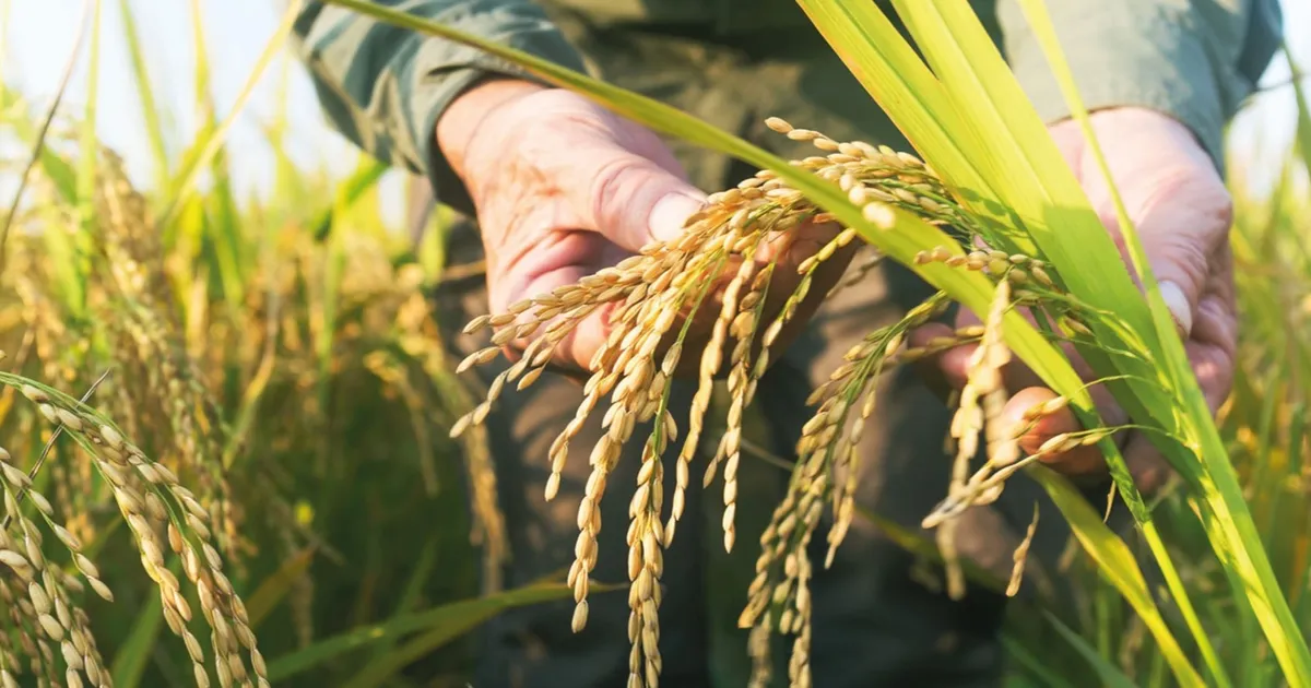TMO çeltik alım fiyatlarını açıkladı… Alımlar ayın 26’sında başlıyor