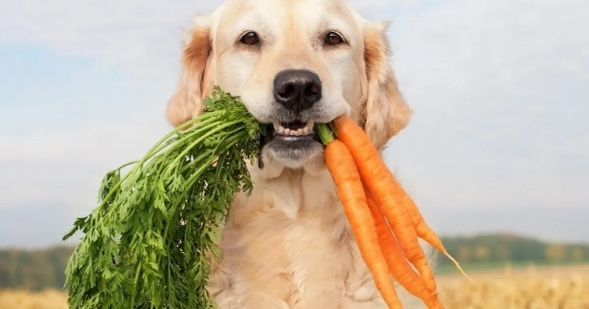 Araştırmalar: Köpeklerin beslenme alışkanlığını değiştirmek, gezegen için insanlarınkine göre daha büyük etki oluşturabilir