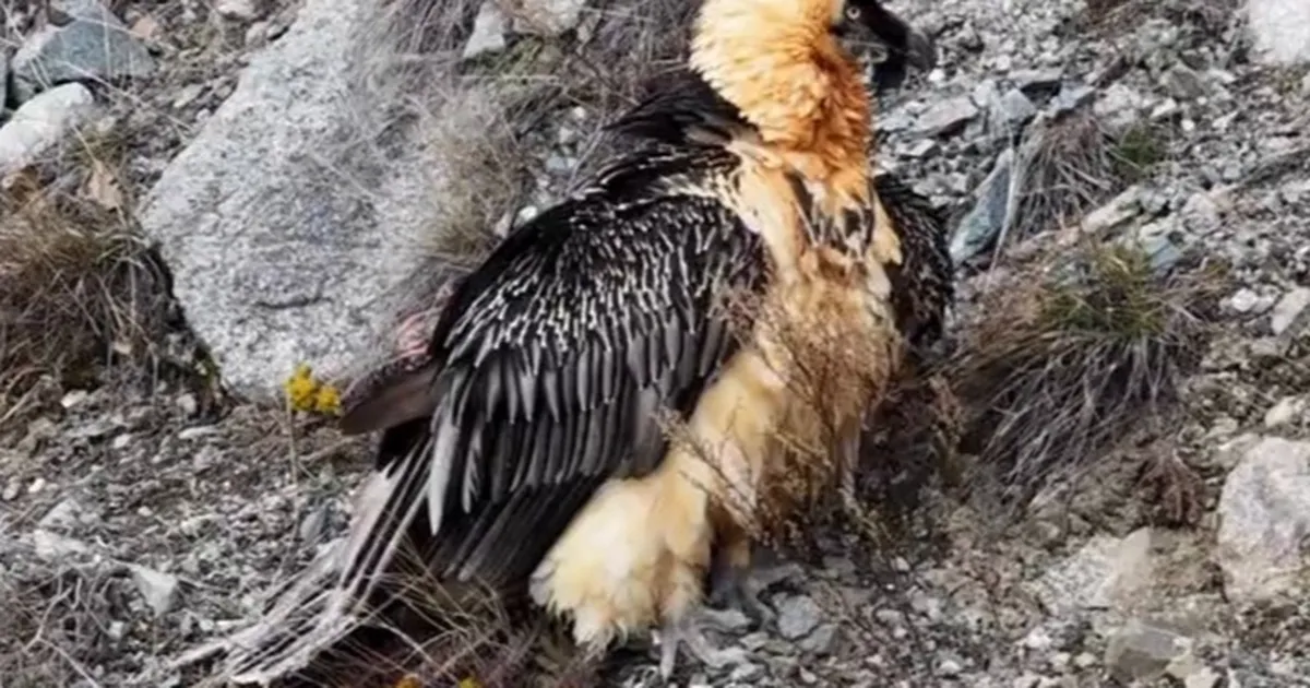 Artvin’de ‘Sakallı Akbaba’ yeniden doğaya salındı
