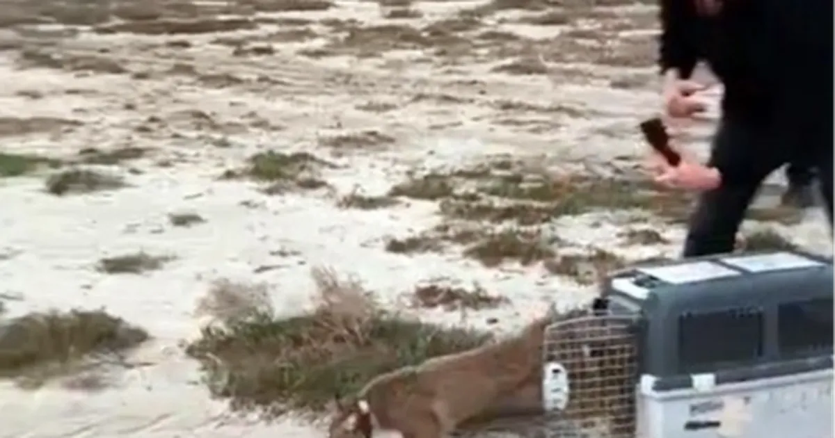 Aydın’da ağır yaralı bulunmuştu… İzmir’den sağlıklı şekilde doğaya salındı