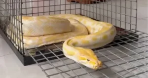 Denizli’de bir alışveriş merkezinde düzenlenen gösteride kullanılan Albino Burma pitonuna,