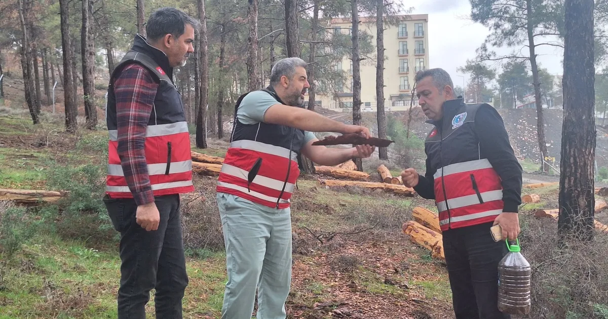 Hatay’da mücbir ağaç kesimlerine ‘Tabiatı Koruma’dan açıklama