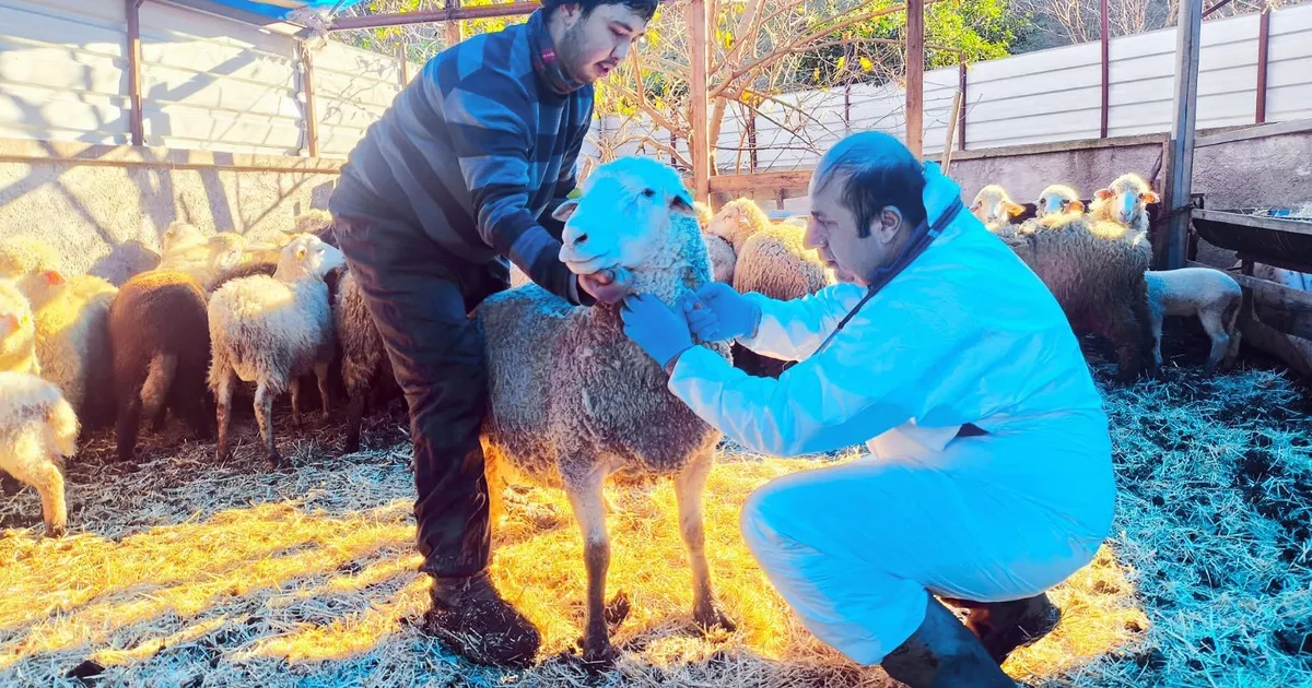 Karadeniz’in ilk hastalıktan ari koyunculuk işletmesi Giresun’da