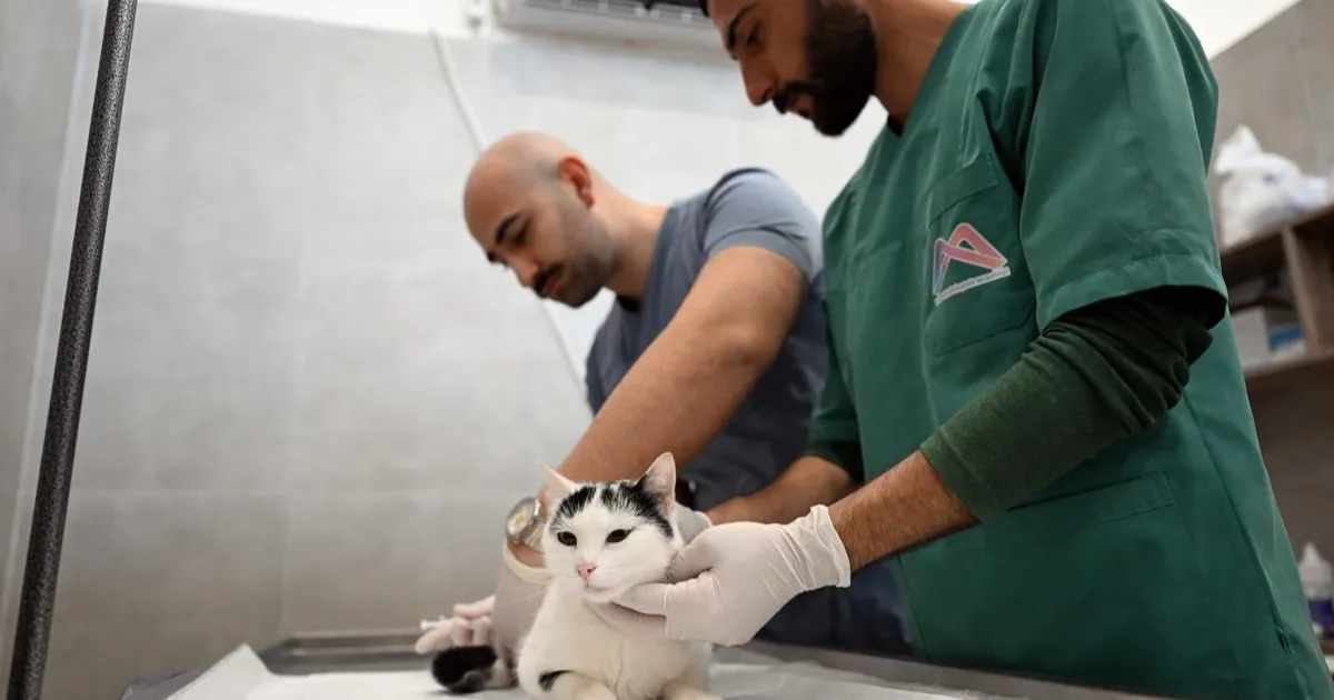 Kediler bu merkezde kısırlaştırılacak