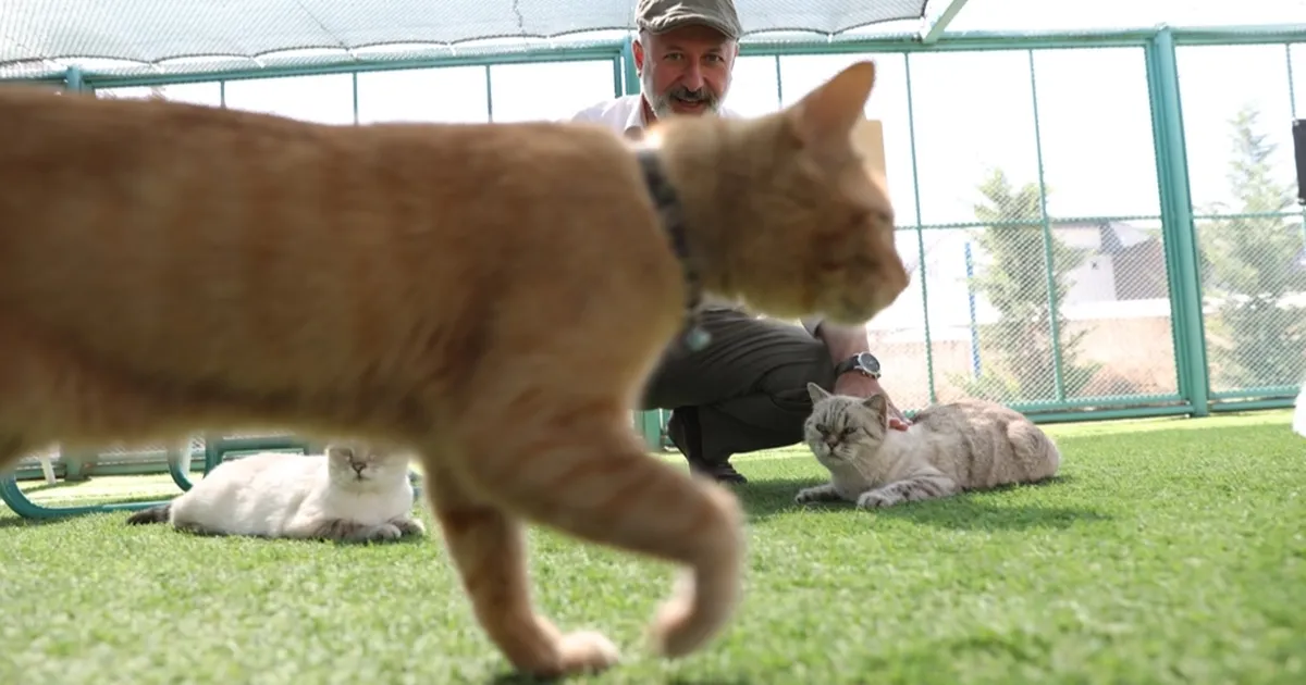 Küçük Dostlar Kedi Kasabası rekor ziyaretçiye ulaştı