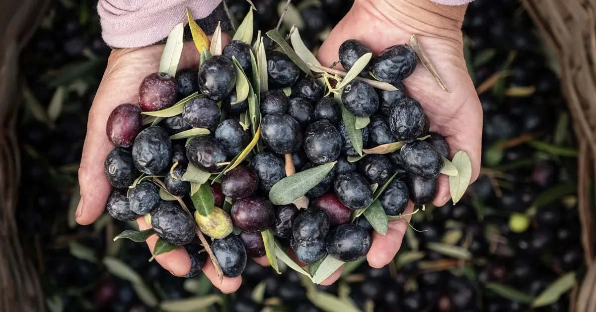 Marmarabirlik’ten 6,8 milyar TL’lik ciro ve ihracatta tarihi rekor