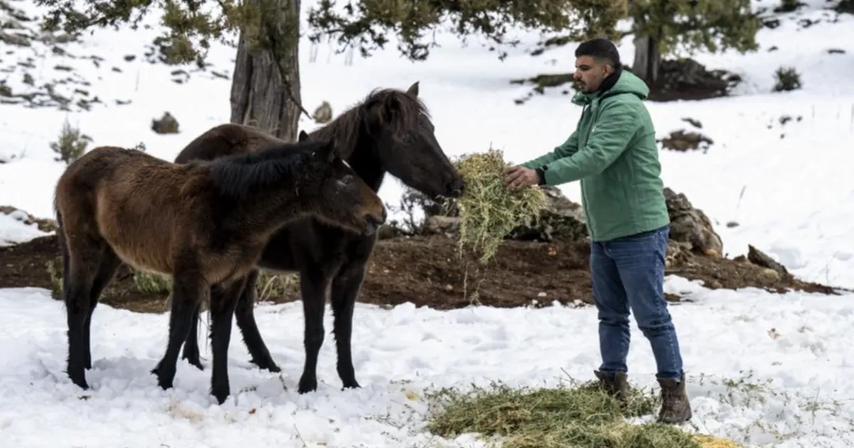 Mersin’de yılkı atlarına kış desteği