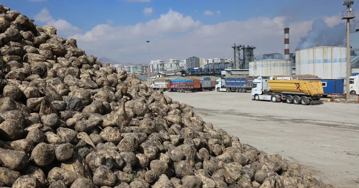 Üretici ortaklara pancar bedelleri ödeniyor