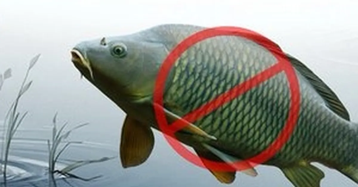 Adana’da sazangillerin avcılığına 31 Mayıs’a yasak!