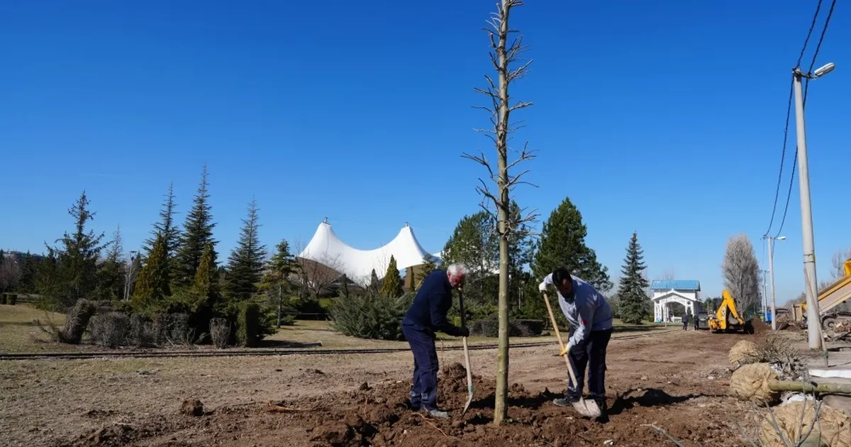 Eskişehir Sazova Parkı’nda kavakların yerini çınarlar alıyor