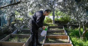 İzmir Büyükşehir Belediyesi Meslek Fabrikası’nın Tıbbi Aromatik Bitki Yetiştiriciliği kursuna