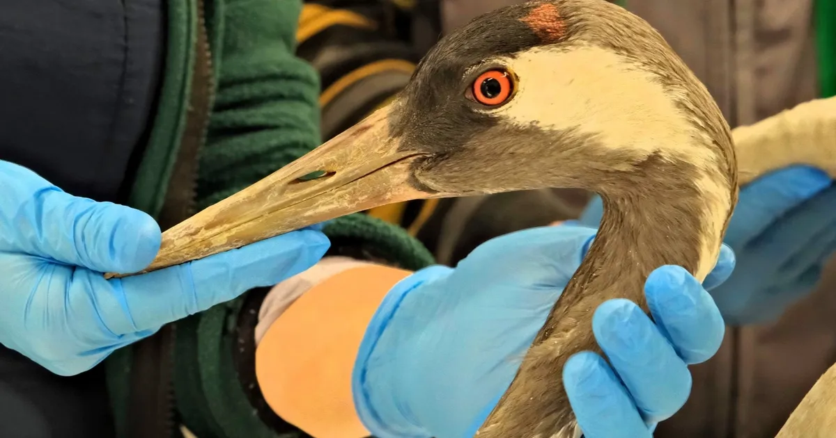Sakarya’da bulunan yaralı turna, Kocaeli’de yaşama tutundu