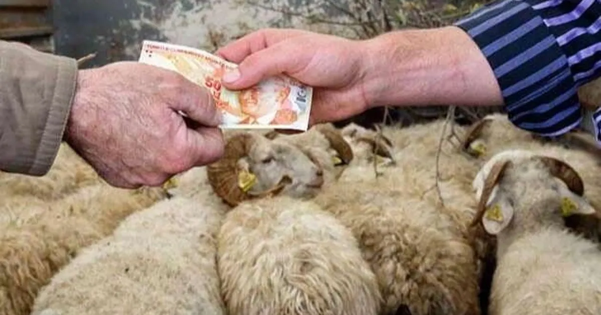 2026 Yılı Kurban Hizmetleri Tebliği ‘Resmi’leşti… İstanbul’a kurbanlık girişleri 11 Mayıs’ta başlıyor