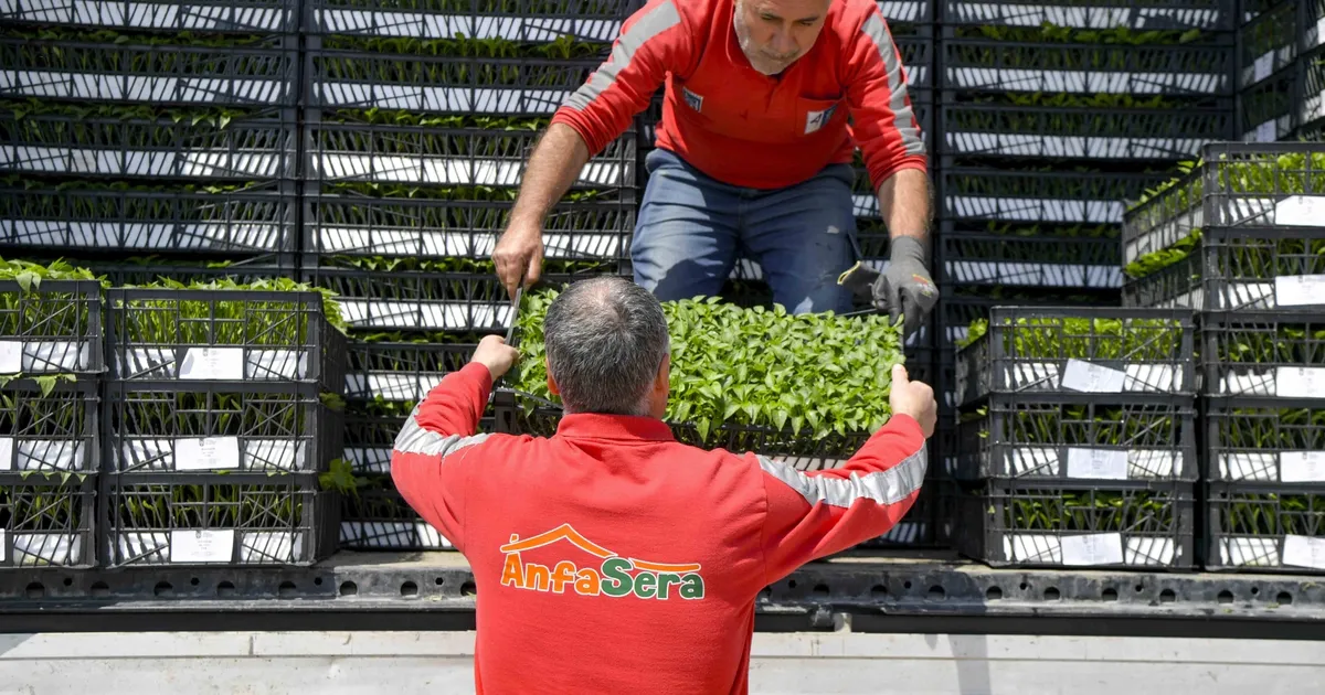 Ankara Büyükşehir’den çiftçilere 624 bin fide desteği