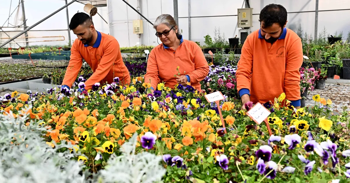 Antalya Muratpaşa’da 130 bin dal çiçek yetiştiriliyor