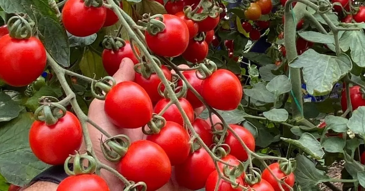 Balıkesir’de zincir markete ‘fahiş fiyat’ incelemesi… Zincir markette kokteyl domates vurgunu!