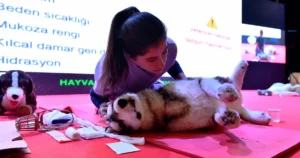 Ankara Büyükşehir Belediyesi, sahipsiz sokak hayvanlarının yaşam koşullarını iyileştirmek amacıyla