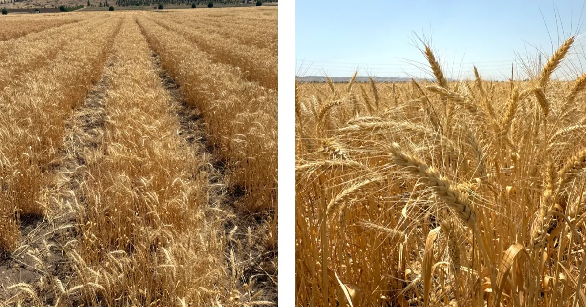 Bisküvilik buğday üretimi başladı