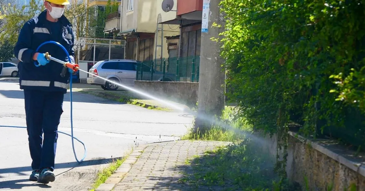 Bu ili kokarcalar istila etti