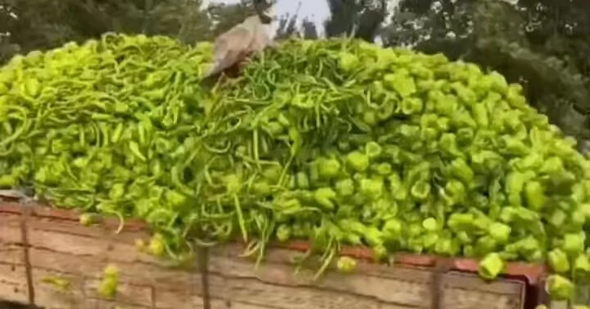 Bursa’daki “biber” görüntülerine bakanlıktan yalanlama