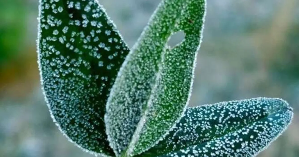 Bursa’dan zirai don uyarısı!