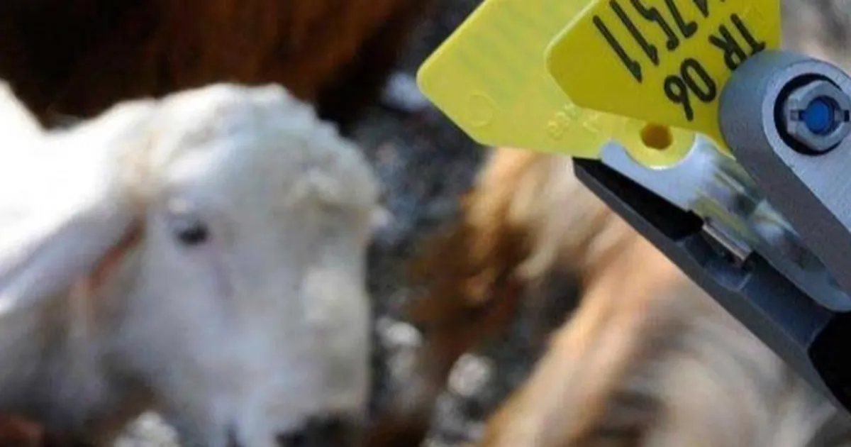 Hayvan sahiplerine aşı ve küpe ücretlerinde önemli ayar… O ücretler desteklemeden düşecek