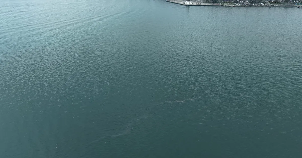 İzmir Körfezi’nde dış kaynaklı kirliliğin önüne geçilemiyor