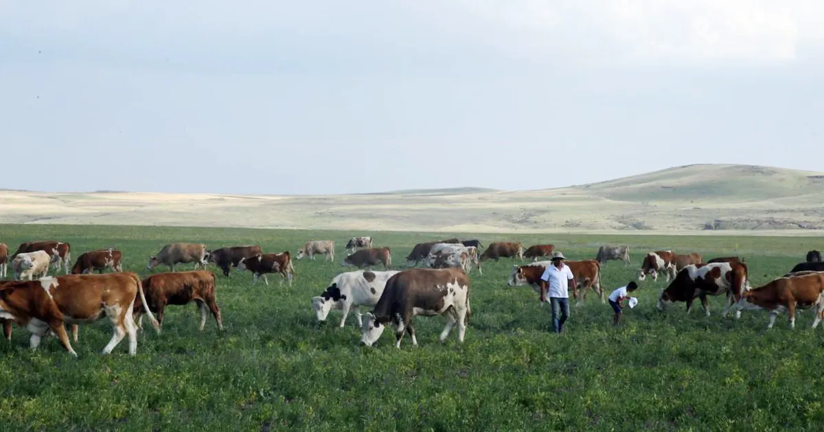 Kars Ani’de meralar yasaklandı mı? Açıklama geldi
