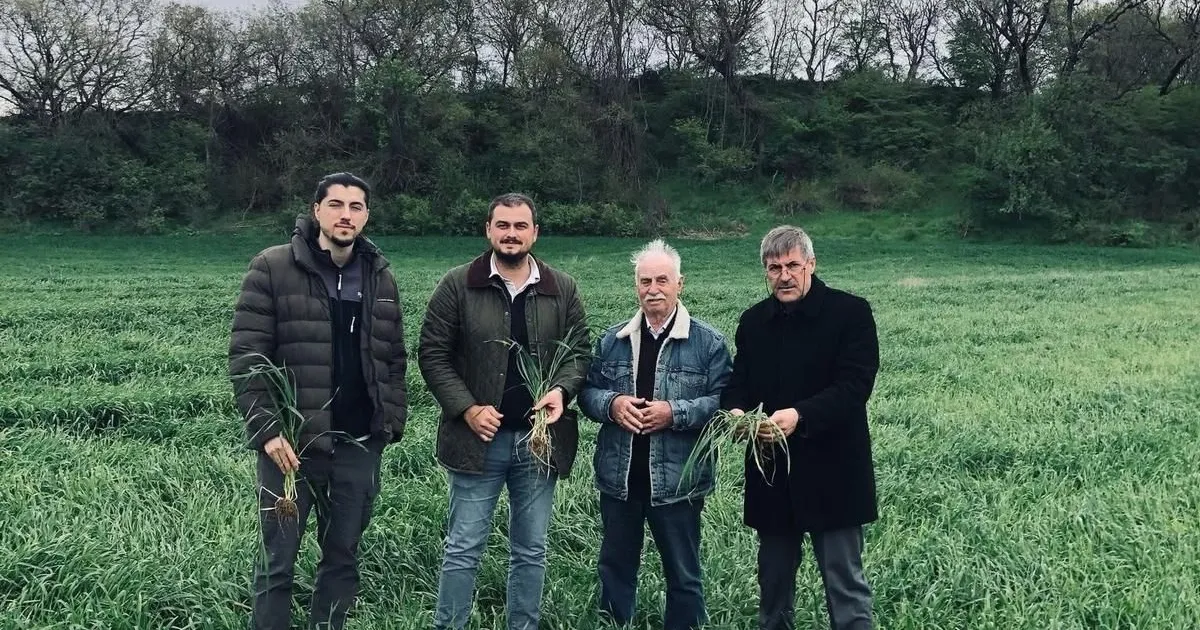 Keşan’da yağışlar verimi artırdı, hastalık riskini büyüttü