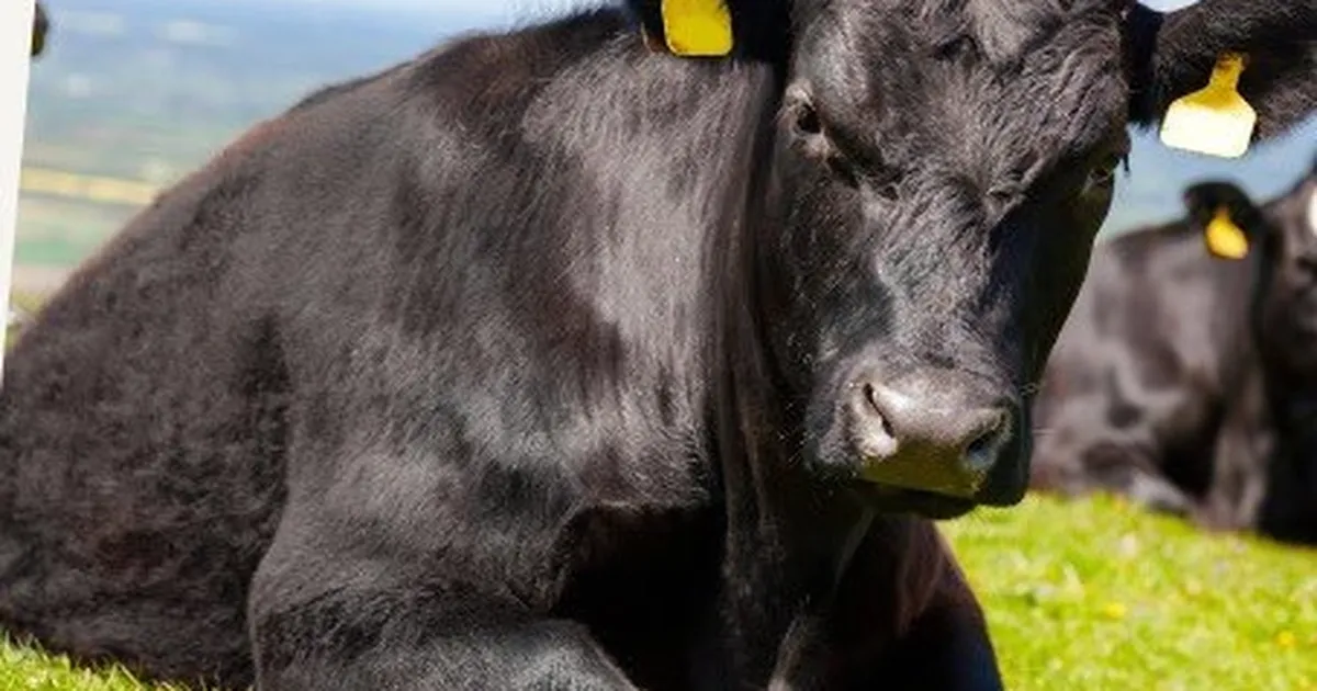 “Kırsalda Bereket”te 9. etap… Gebe düve dağıtımları başlıyor