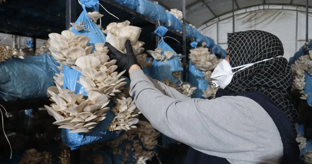 Kocaeli İzmit’te istiridye mantarı üretimiyle vatandaşa destek oluyor