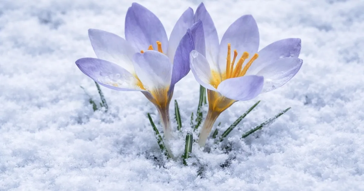 Kocaeli’de Keltepe Çiğdemi büyüledi