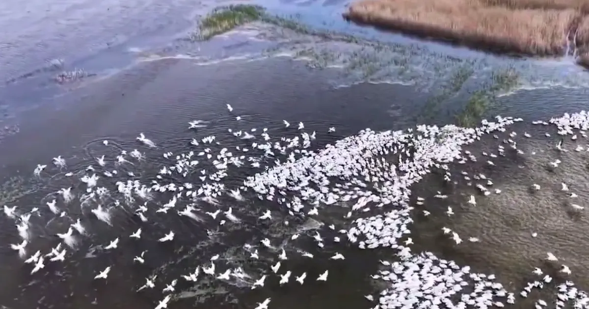 Kuşcenneti’nde görsel şölen… Yüzlerce Tepeli Pelikan aynı anda suya indi