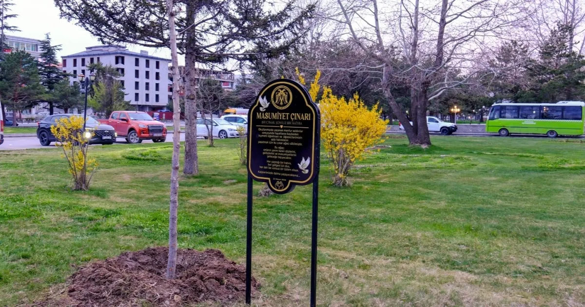 Masumiyet çınarları, kaybedilen canların hatırasını yaşatacak