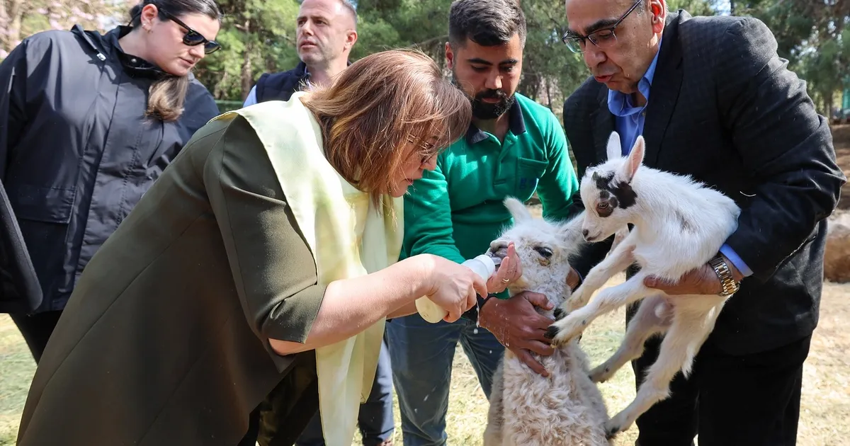 Türkiye’de doğan ilk bebek zürafa ziyaretçilerle buluştu