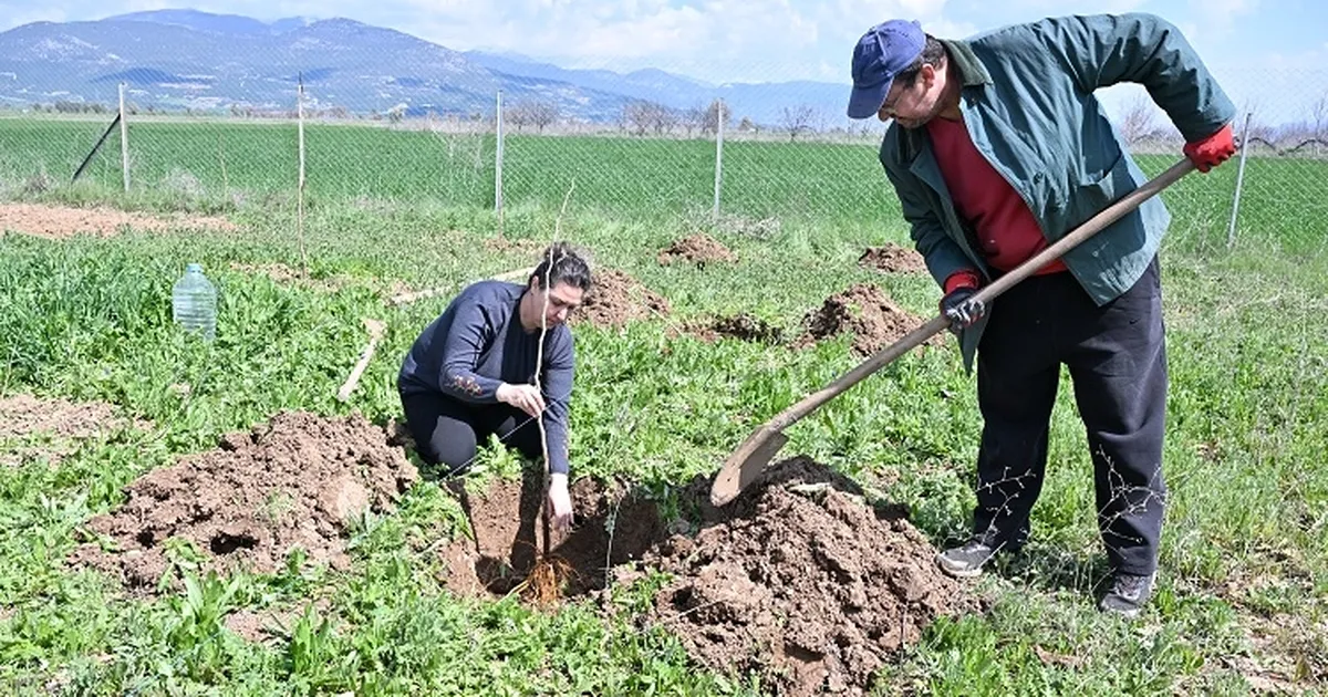 Antalya Büyükşehir ipek böceği yetiştiriciliğini yaygınlaştırıyor