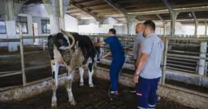 Antalya Büyükşehir Belediyesi, her yıl olduğu gibi bu Kurban Bayramı’nda