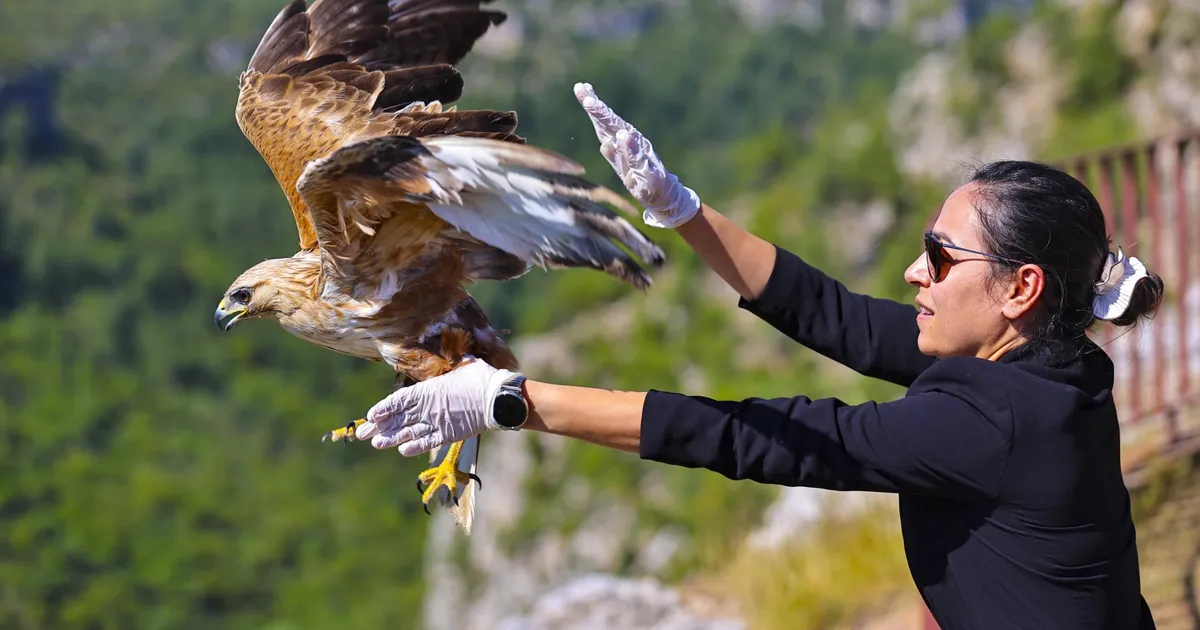 Antalya’da tedavi edilen kızıl şahin yeniden doğaya kavuştu