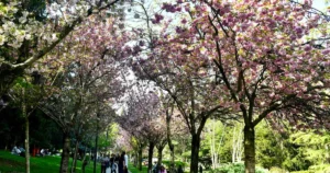 Ankara Büyükşehir Belediyesi, baharın simgesi hâline gelen sakura ağaçlarının sağlıklı