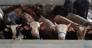 Kurban Bayramı’na 10 gün kala İnegöl Belediyesi Çağdaş Hayvan Pazarında