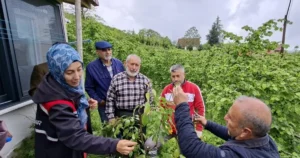 Ordu Büyükşehir Belediyesi tarafından geçmiş yıllarda başlatılan ve bu yıl