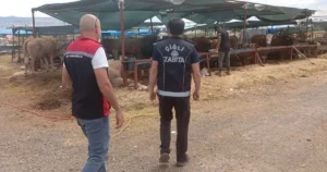 İzmir'de Çiğli Belediyesi Zabıta Müdürlüğü ile İlçe Kurban Komisyonu ekipleri,