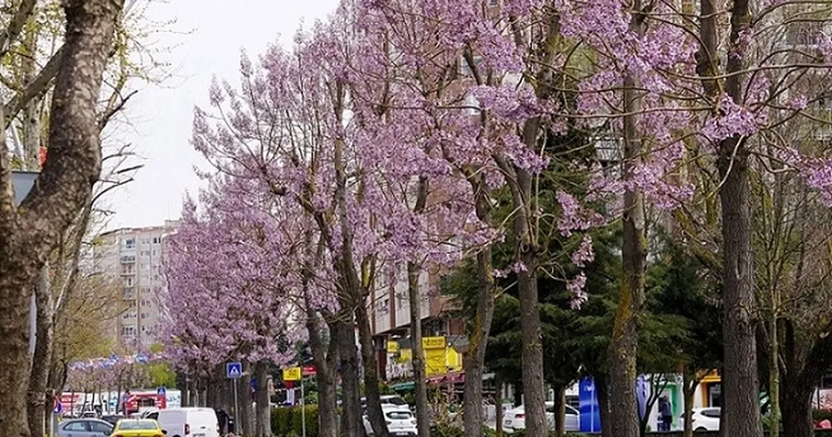 İstanbul Beylikdüzü’nde bakım ve yaz hazırlığı bir arada