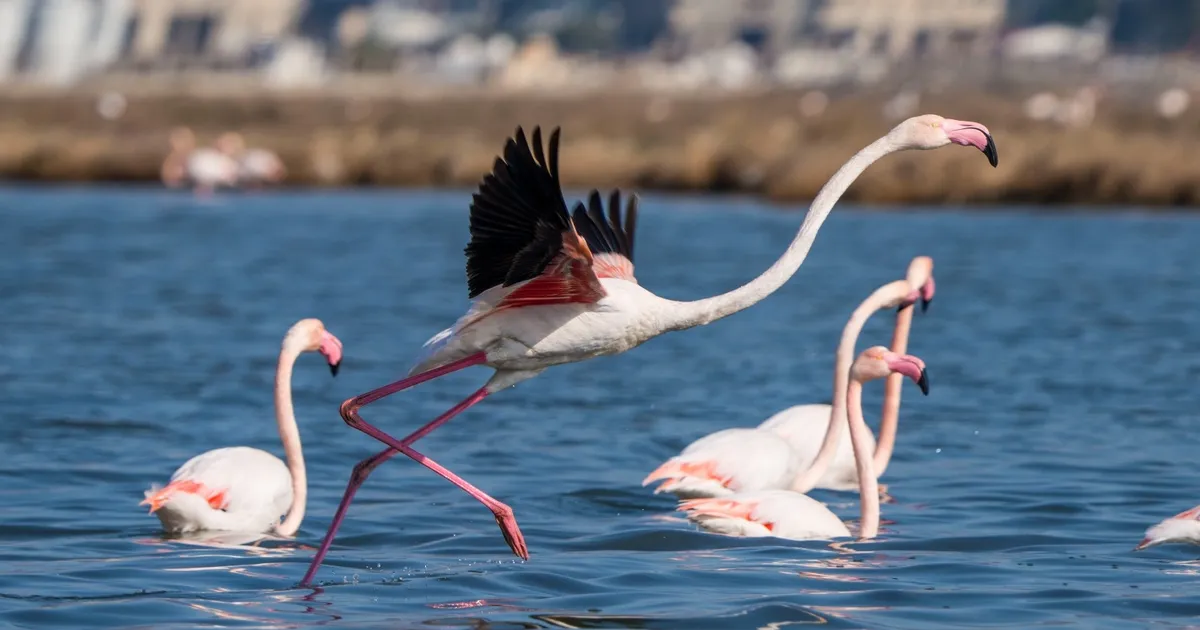 İzmir’de Flamingo Yolu turları bayramda da devam ediyor