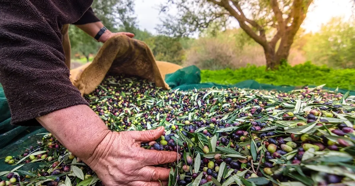 İzmir’de Uluslararası Zeytin Zirvesi… 13 ülkeden uzmanlar buluşuyor