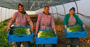 Kocaeli Büyükşehir Belediyesi, kaliteli mahsul ve yüksek randıman elde edilmesi