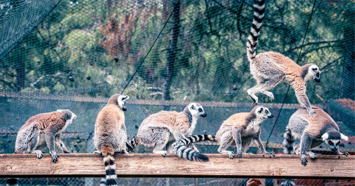 Antalya Büyükşehir Belediyesi’ne bağlı Antalya Doğal Yaşam Parkı, lemur ailesinin