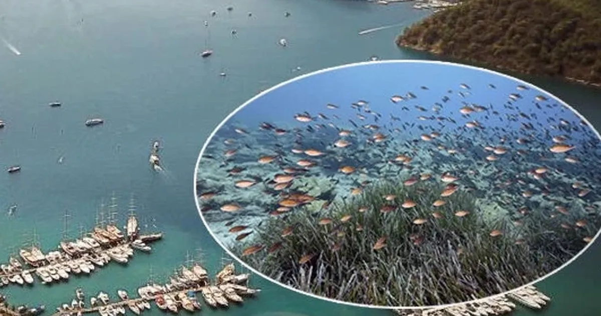 Mapa Şamandıra Sistemi ile denizler ve koylar koruma altında